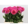 Dahlia Barbados