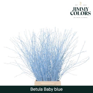 Betula L70 Light Blue