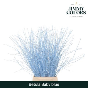 Betula L70 Light blue