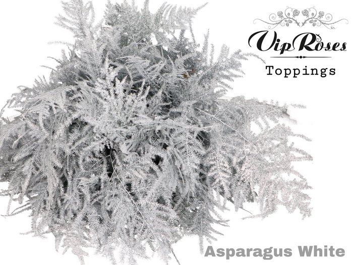 <h4>Asp Ov 1e Veren Wit</h4>