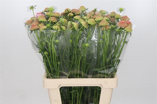 <h4>SCABIOSA SCOOP PUNCH</h4>