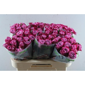 R Gr Deep Purple L60