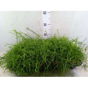 Rhipsalis   ...