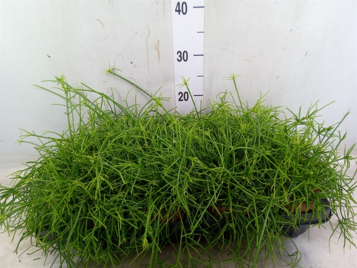 <h4>Rhipsalis   ...</h4>