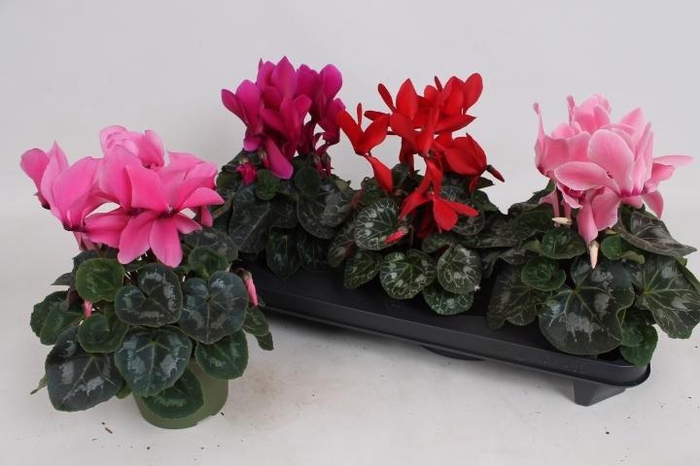 <h4>CYCL GR SUP VINTRO</h4>