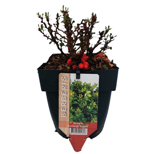 <h4>Berberis thunbergii 'Kobold' P17</h4>