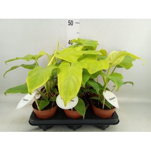 Philodendron   ...