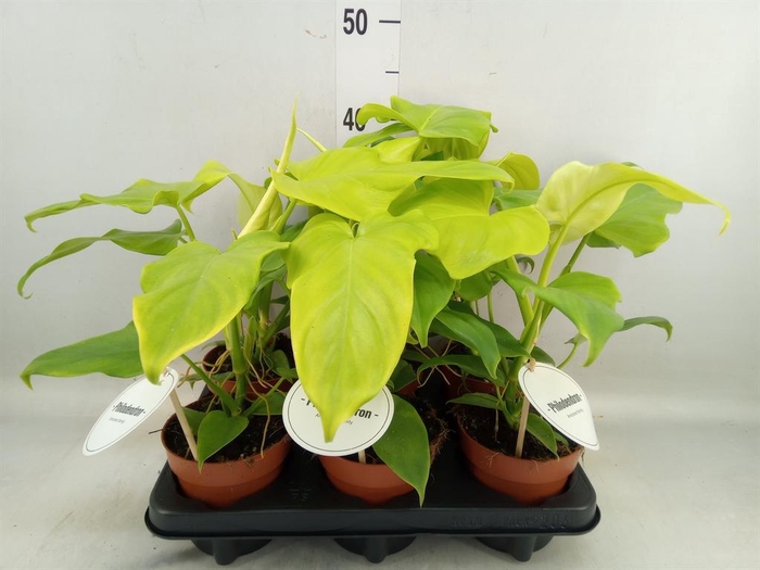 <h4>Philodendron   ...</h4>