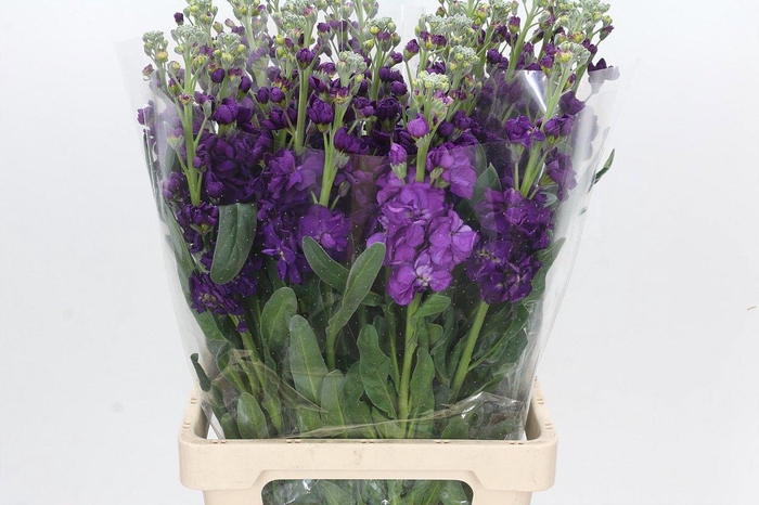 <h4>MATTH IRON PURPLE</h4>