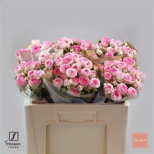 R TR Kate-Lynn 50cm