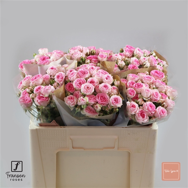 <h4>R TR Kate-Lynn 50cm</h4>