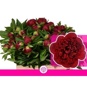PAEO RED CHARM