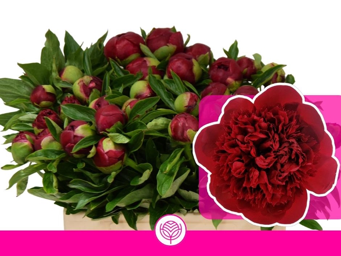 <h4>PAEO RED CHARM</h4>