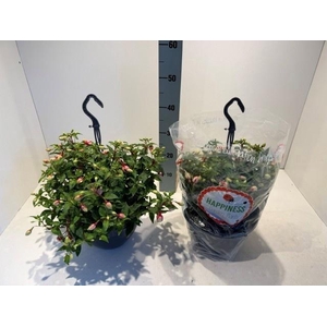 FUCHSIA MIXK