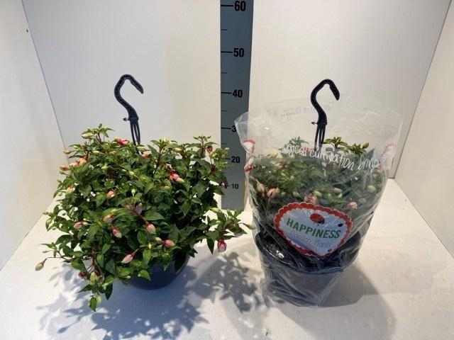 <h4>FUCHSIA MIXK</h4>