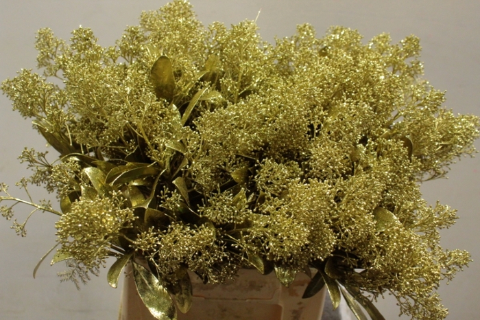 <h4>SKIMMIA VERF GOUD P/BOS +GLITT</h4>