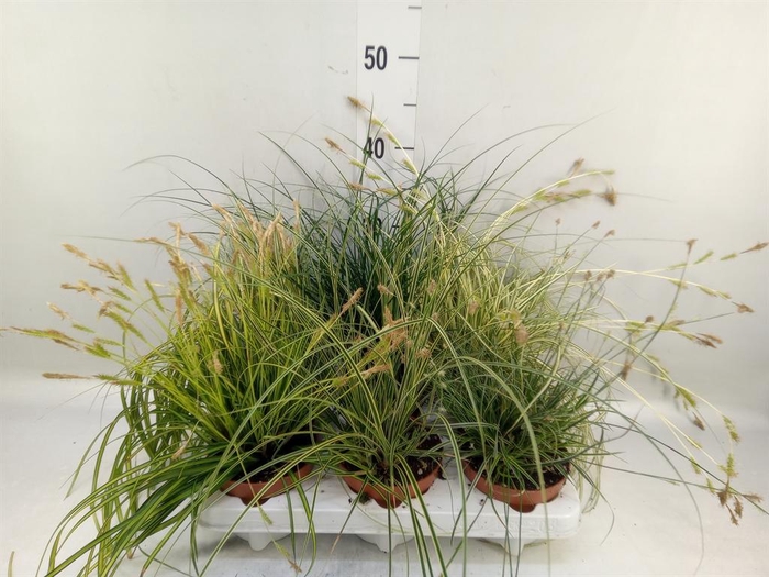 <h4>Carex   ...mix</h4>