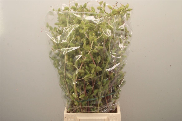 <h4>Datura metel   ..deco</h4>