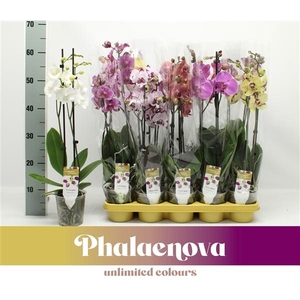 Phalaenopsis gemengd