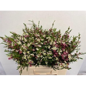 WAXFLOWER MY SWEET 16 35 GR.