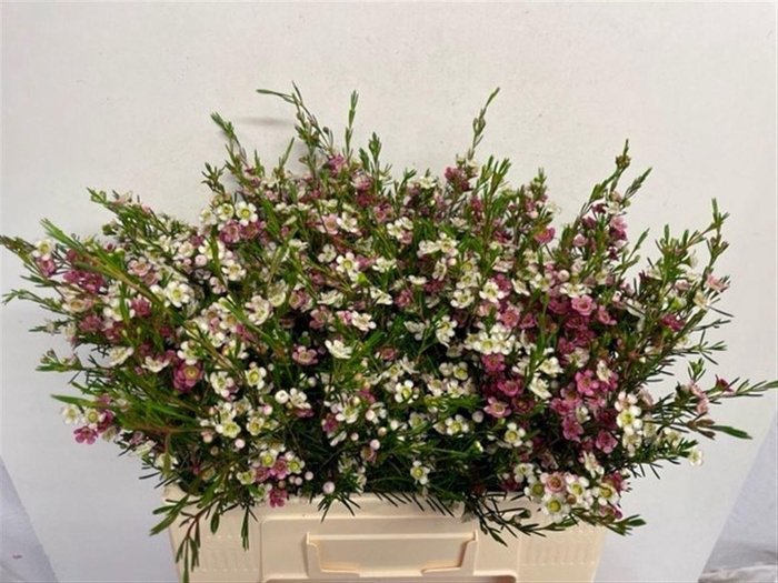 <h4>WAXFLOWER MY SWEET 16 35 GR.</h4>