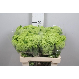 Viburnum Roseum St 2+