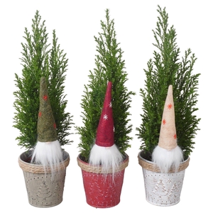 PTK25177 Ellwoodii in zink mix met decoratie