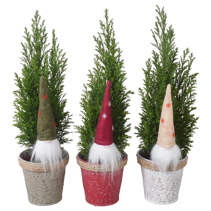 <h4>PTK25177 Ellwoodii in zink mix met decoratie</h4>