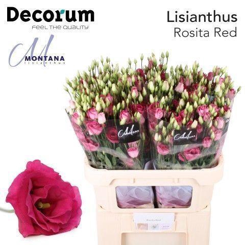 <h4>Lisianthus Rosita red 70cm</h4>