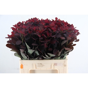 COTI C ROYAL PURPLE
