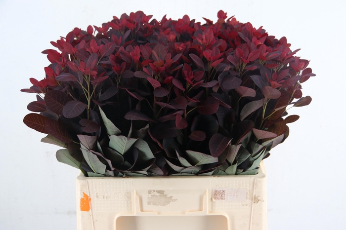 <h4>COTI C ROYAL PURPLE</h4>