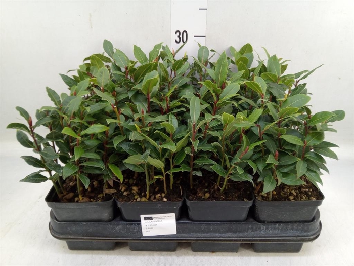 <h4>Laurus nobilis</h4>