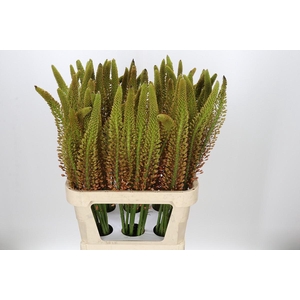 Eremurus Cleopatra