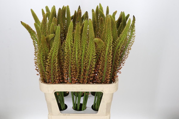 <h4>Eremurus Cleopatra</h4>