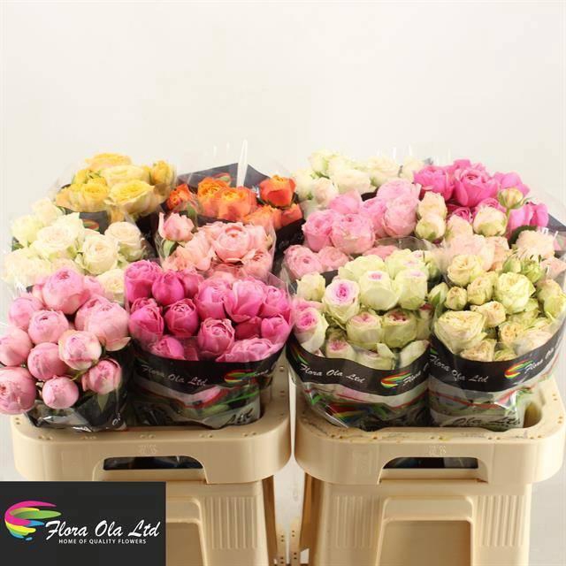 <h4>R TR GEM IN FUST</h4>