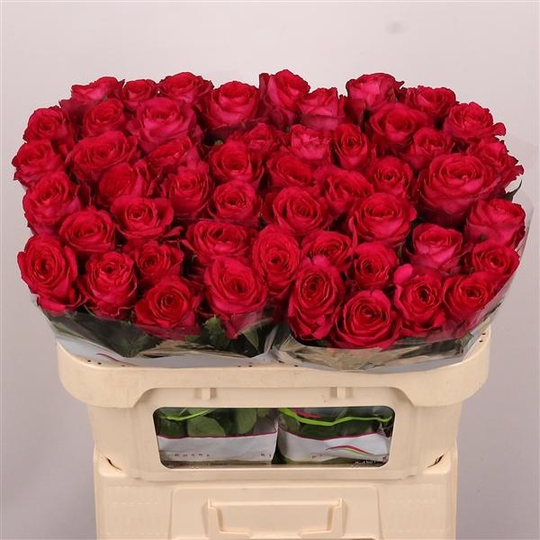 <h4>Madam Cerise</h4>