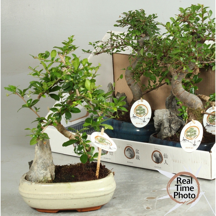 <h4>BONSAI GEM</h4>
