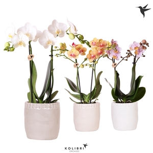 Kolibri Orchids Phalaenopsis mix 2 spike in Stones pot mix