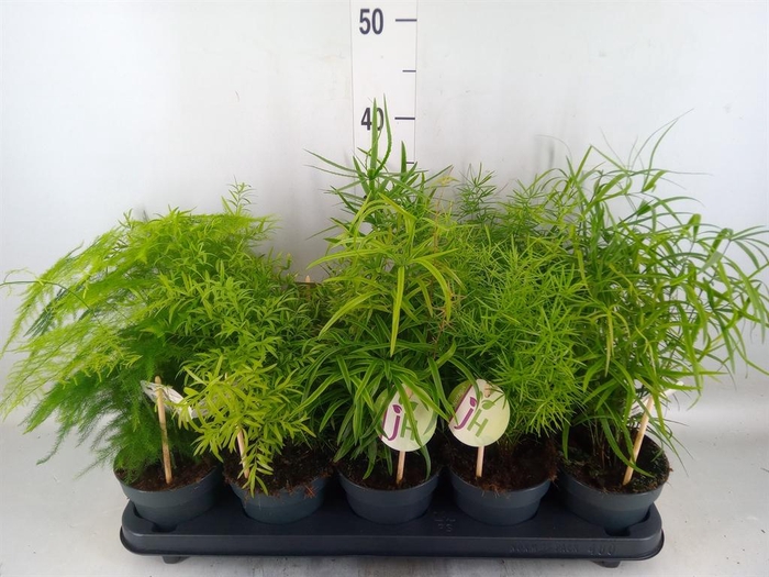 <h4>Asparagus ...mix</h4>