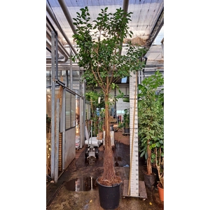 Ficus natalensis Lynn