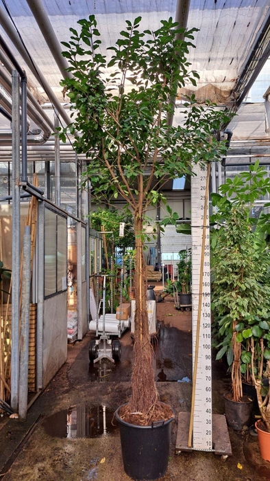 Ficus natalensis Lynn