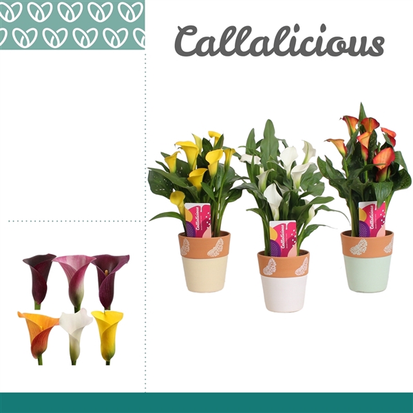 <h4>Zantedeschia Mix in Ompot Rowan</h4>