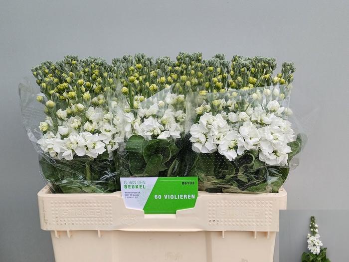 <h4>MATTH AIDA WHITE</h4>