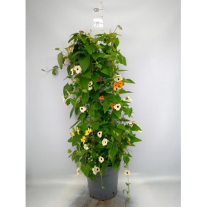 Thunbergia alata