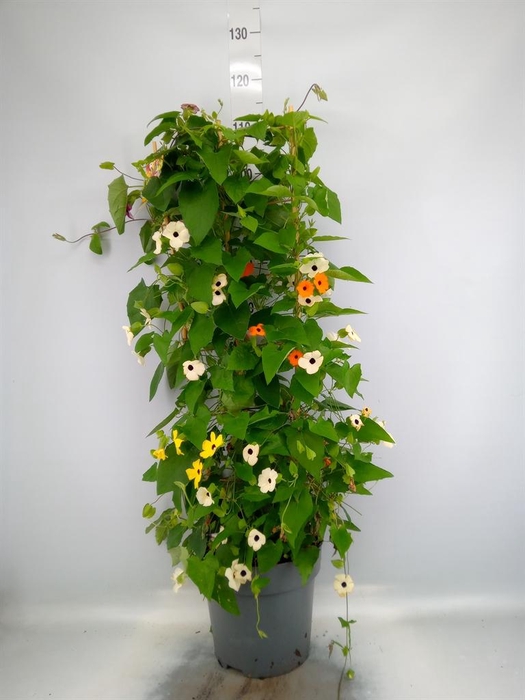 <h4>Thunbergia alata</h4>