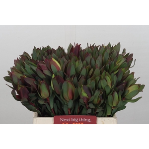 Leucadendron Senorita