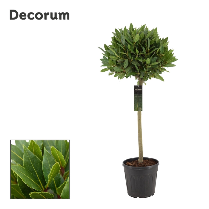 <h4>Laurus nobilis Bol op stam</h4>