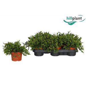 RHIPSALIS EWALDIANA