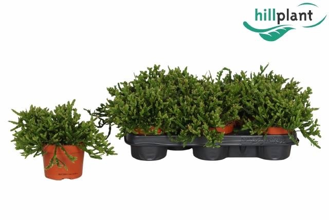 <h4>RHIPSALIS EWALDIANA</h4>