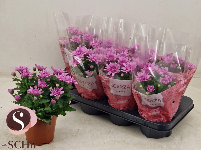 <h4>CHRYS DYNAMIC</h4>